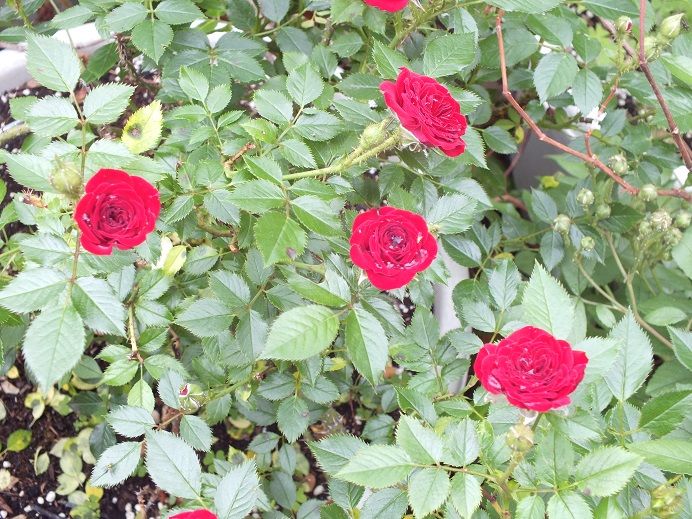  photo unconditionallove_zpsda4c70f8.jpg